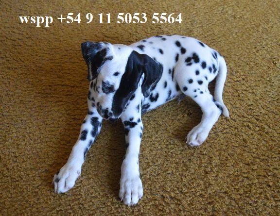 ./billy_patch1_1775829447018